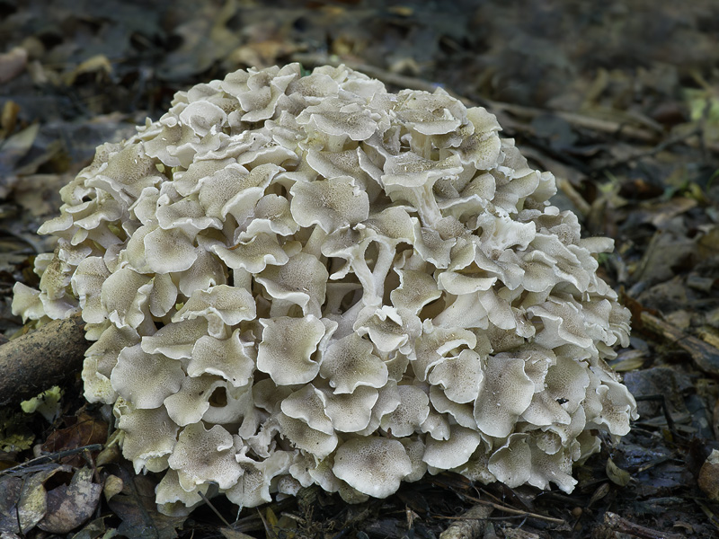 Polyporus umbellatus